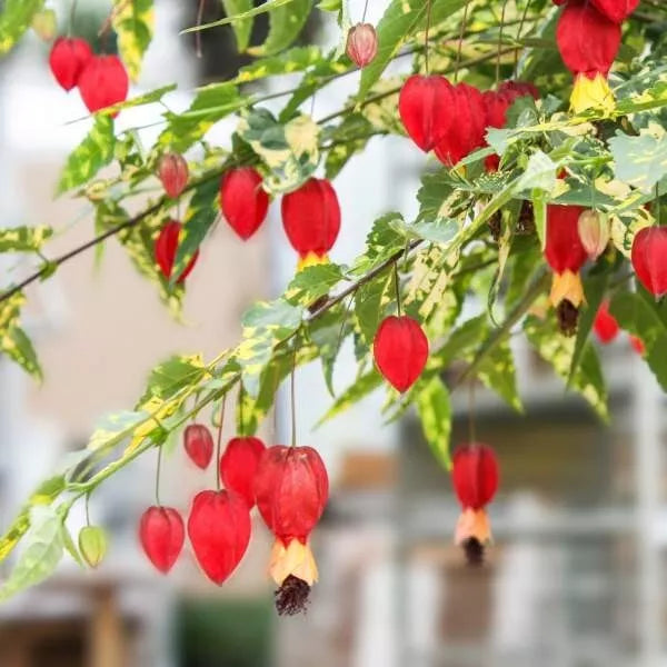 Variegated Chinese Lantern Plant - Live Well-Rooted Flowering Maple - Abutilon Variegatum - Rare Indoor Plant
