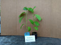 Giant Granadilla Passion Fruit Plants - 4 Starter Plants - Passiflora Edulis - Free Shipping - Non-GMO & Pesticide Free