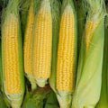 Heirloom Sweet Corn Seeds - Golden Bantam Variety - Non-GMO, Organic - Zea mays