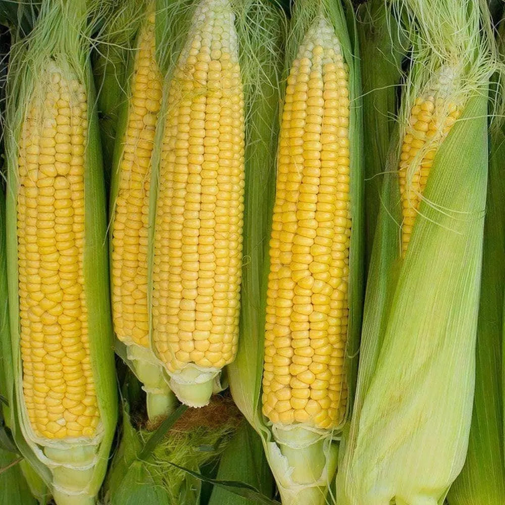 Heirloom Sweet Corn Seeds - Golden Bantam Variety - Non-GMO, Organic - Zea mays
