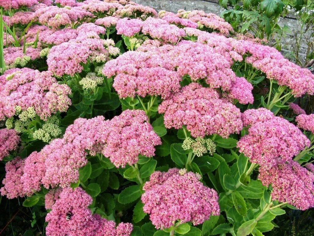 Autumn Joy Stonecrop Sedum Plants - 6 Pack - Pink Perennial - Sedum 'Autumn Joy'