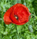 Flanders Poppy Seeds, 1000 Count, Stunning Bright Red Flowers, Papaver rhoeas