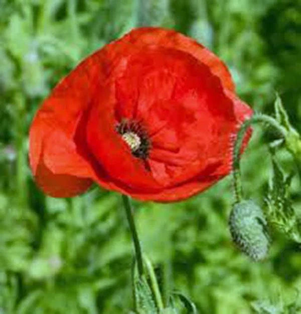 Flanders Poppy Seeds, 1000 Count, Stunning Bright Red Flowers, Papaver rhoeas