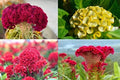 Cockscomb Seeds, Mixed Colors, Celosia Argentea - Vibrant Garden Flowers, Non-GMO, Made in USA