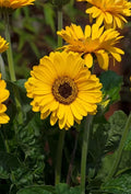 Gerbera Daisy Plant 3" Pot Yellow Sweet Vibe Live Plant Gerbera jamesonii