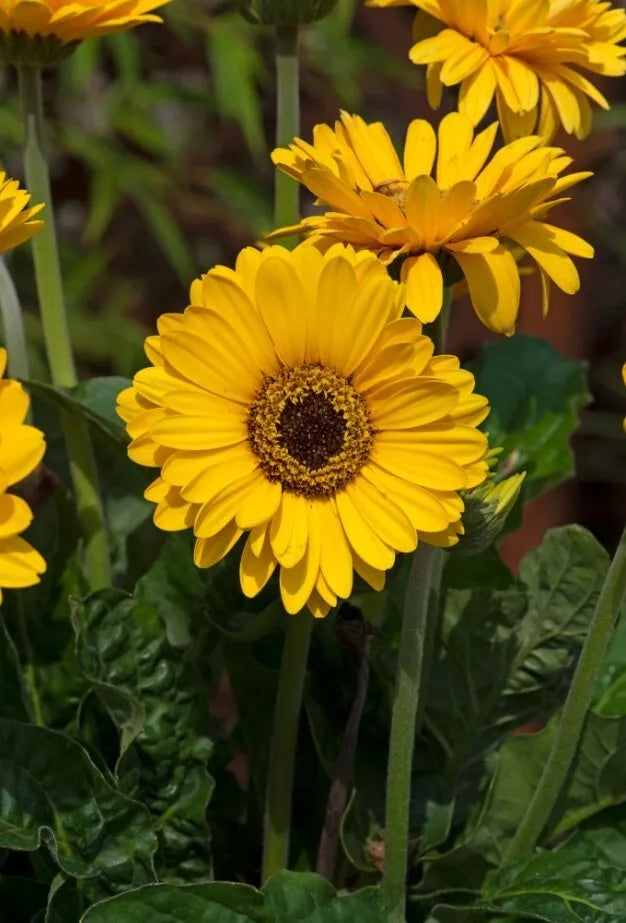 Gerbera Daisy Plant 3" Pot Yellow Sweet Vibe Live Plant Gerbera jamesonii