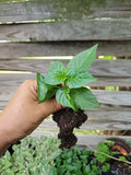 Red Habanero Pepper Plant 3 Inch Pot Non-GMO Capsicum chinense