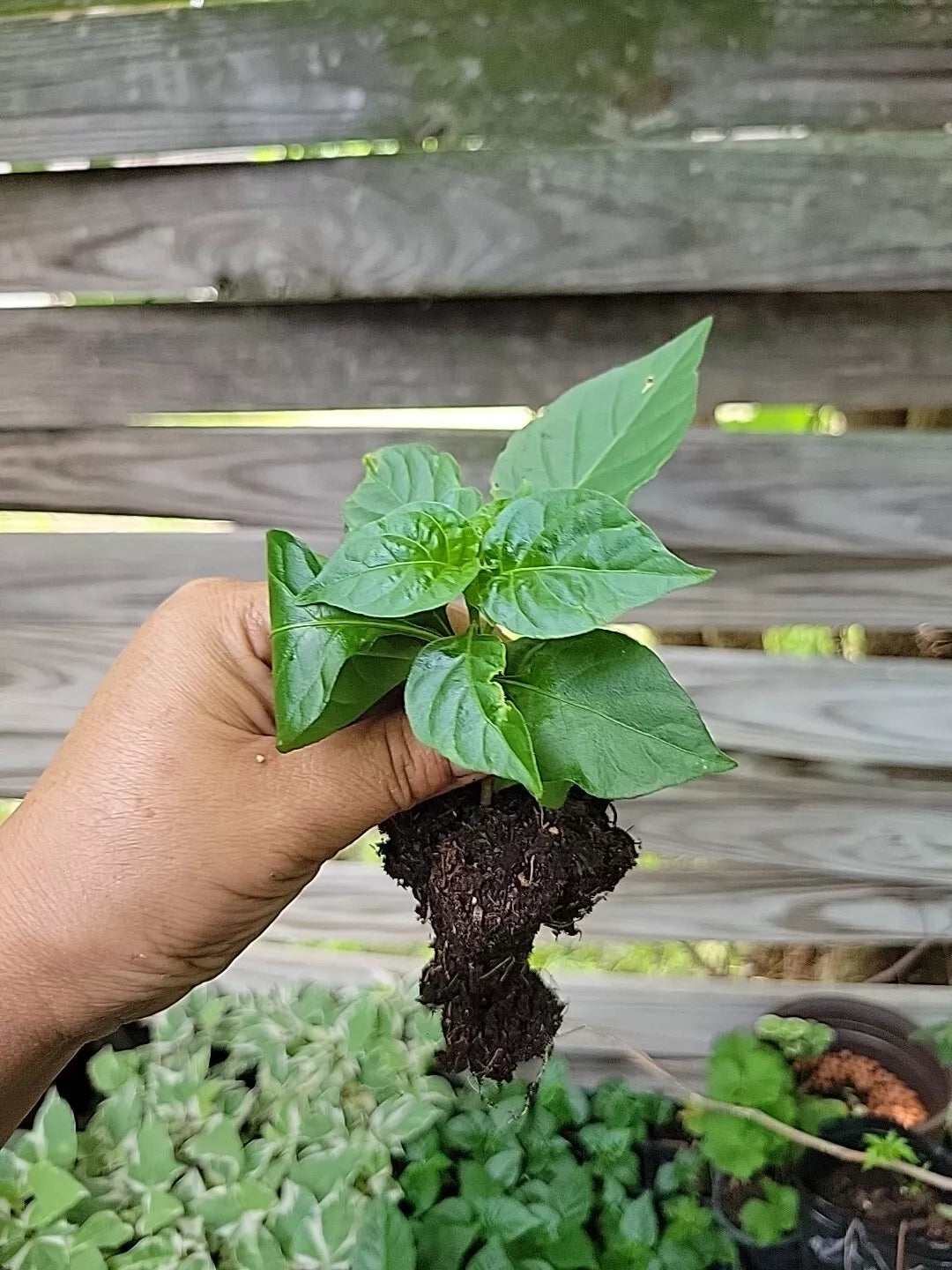Red Habanero Pepper Plant 3 Inch Pot Non-GMO Capsicum chinense