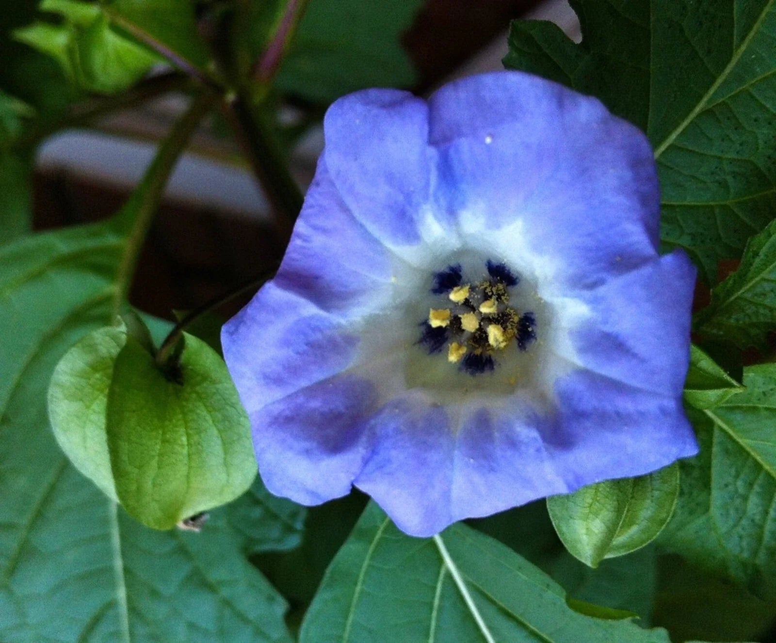 Organic Apple of Peru Seeds - 50+ Seeds, Nicandra Physalodes var. nigra, Heirloom Plant for Gardens