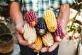 Exotic Maize Mix Seeds 30 Count - Blue, Red, White, Yellow Varieties - Zea mays