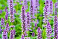 Anise Hyssop Seeds 100+ Count Agastache foeniculum Wildflower Seeds for Planting