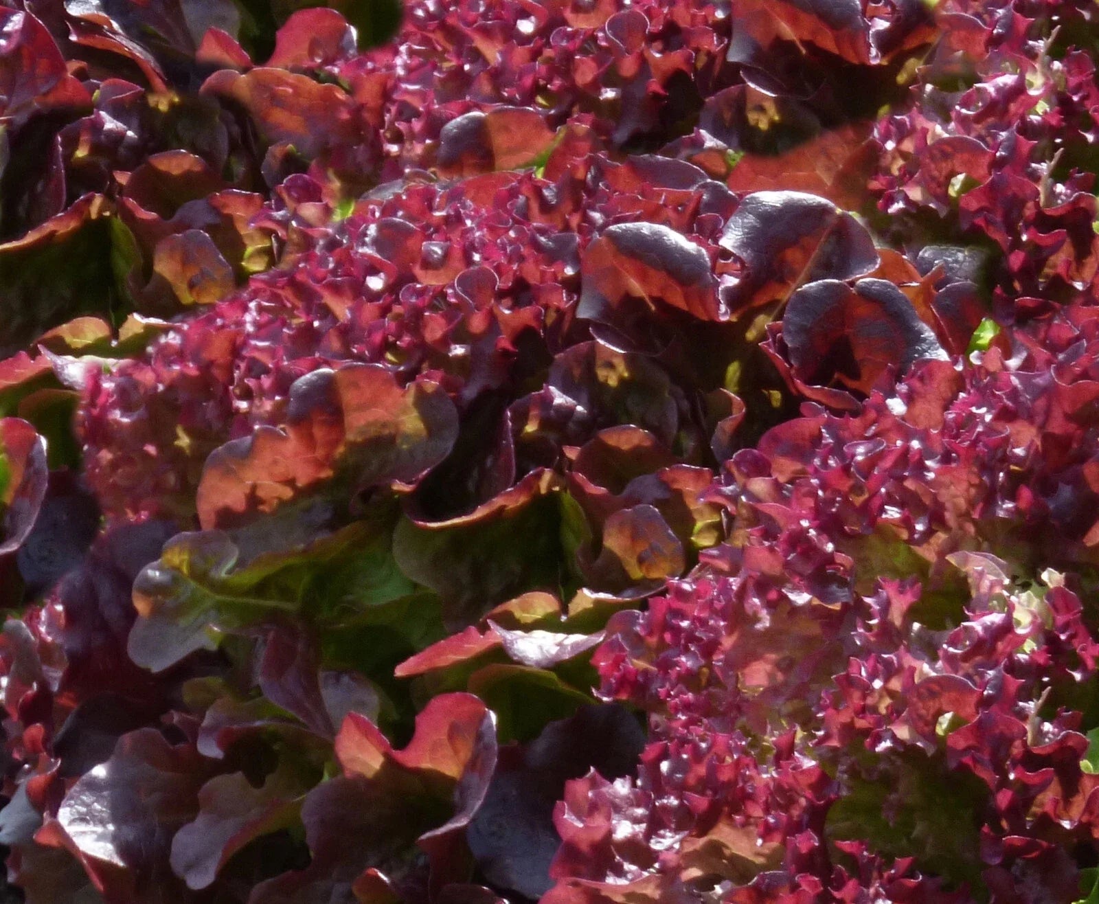 Ruby Leaf Lettuce Seeds - 50+ Seeds - Lactuca sativa - Heirloom Variety for Home Garden