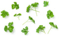 Parsley Seeds - 150 Count - Culinary Herb for Cooking - Petroselinum crispum