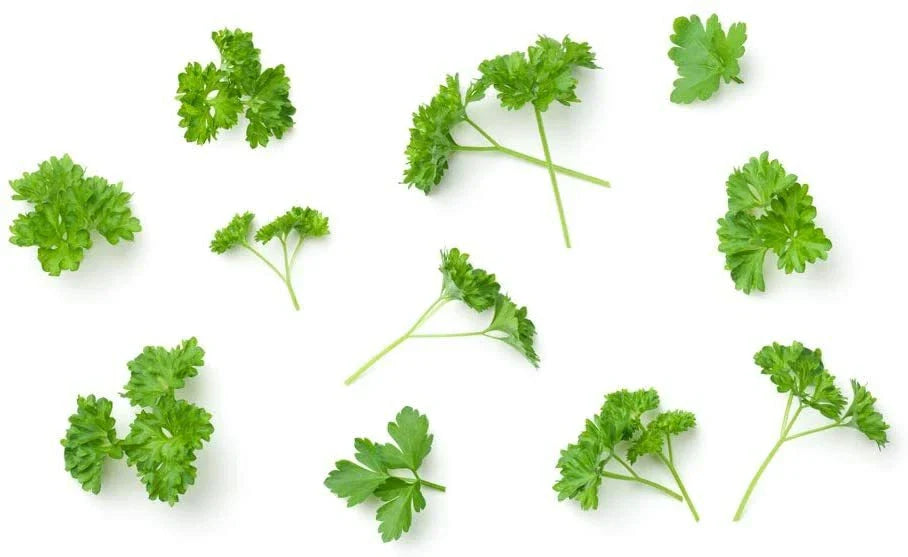 Parsley Seeds - 150 Count - Culinary Herb for Cooking - Petroselinum crispum