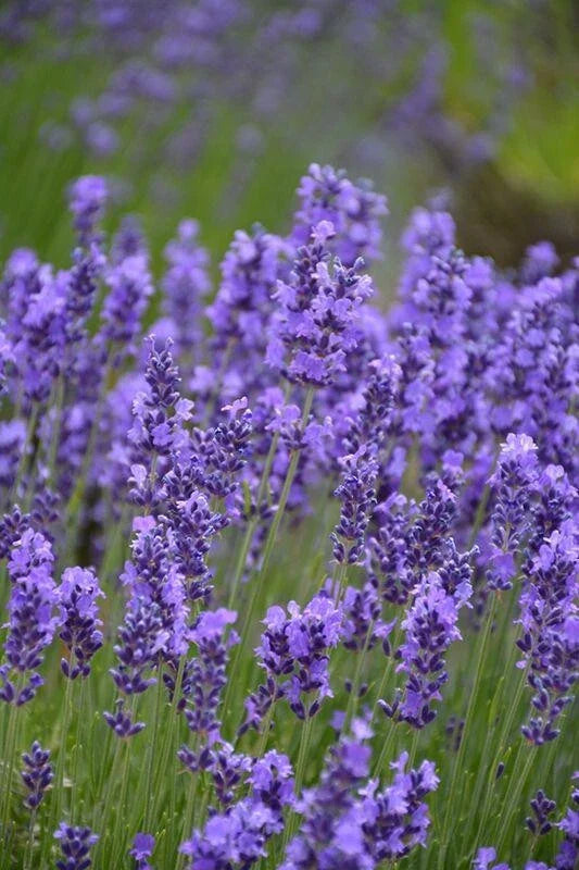 Hidcote English Lavender Plant 4" Pot Deep Purple Flowers Lavandula angustifolia Drought-Tolerant Aromatic Perennial