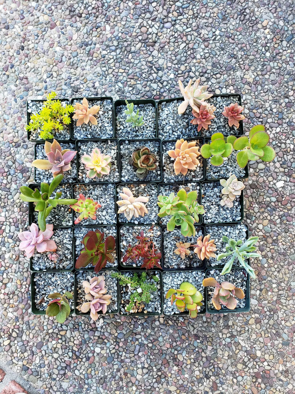 Set of 15 Different 2" Succulents for Wedding Decor and Floral Design - Assorted Varieties