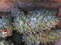 Pine Seeds for Planting 30 Seeds - Armand Pine, David's Pine, Chinese White Pine (Pinus armandii)