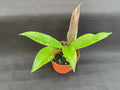 Hoya Plant 2.5" Pot Royal Hawaiian Purple Hoya pubicalyx Rooted Houseplant Live Indoor Plant
