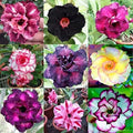 Desert Rose Seeds 100 Count Mixed Color Adenium Obesum for Gardening