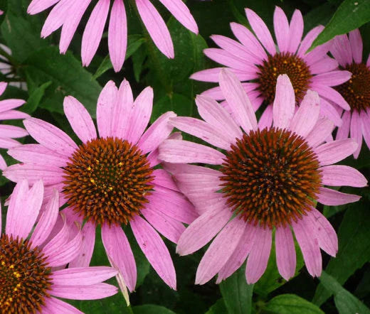 Purple Coneflower Bulk Seeds - Echinacea Purpurea - 2,000 Seeds for Gardening and Landscaping