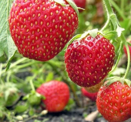 Everbearing Strawberry Seeds, 50 Organic Seeds, Fragaria, Fruit Seeds for Home Garden, Berries