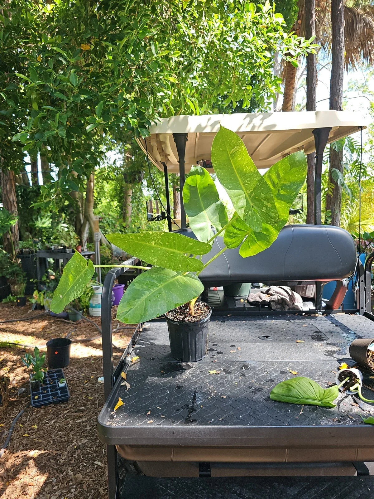 XL Rare Philodendron Jose Buono Variegated Plant 7" Pot, Live Plant with 6 Leaves, Tropical Foliage, Houseplant, Rare Varietal