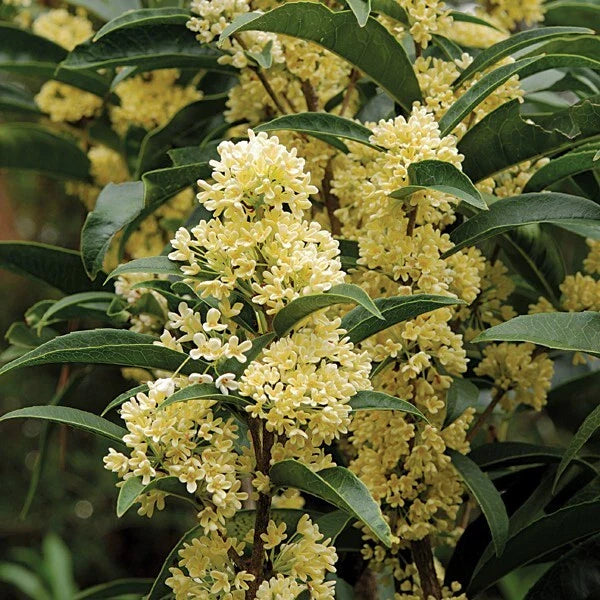 Fragrant Tea Olive Starter Plant - Fudingzhu Osmanthus - Healthy Well-Rooted Plant