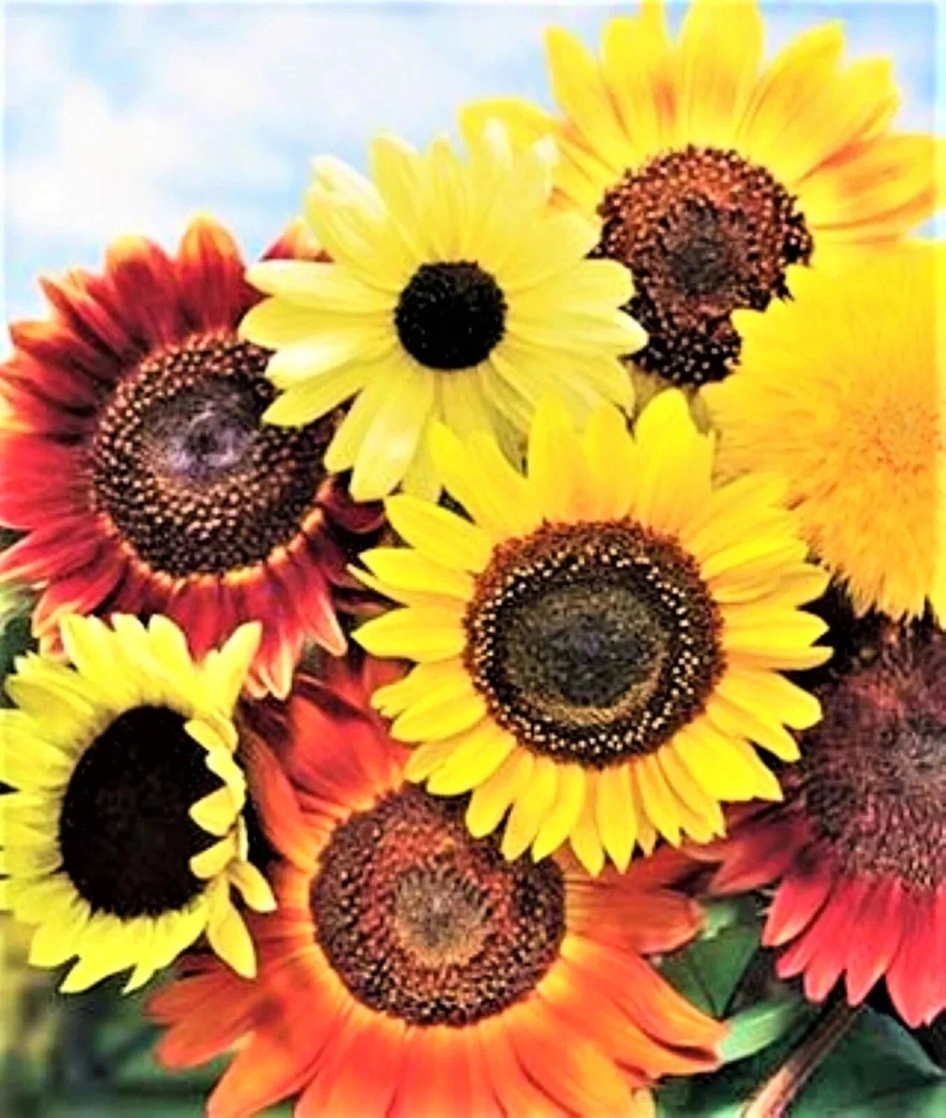 Sunflower Seeds Variety Pack 50pcs - 8 Species Mix Fresh Selection Helianthus Annuus