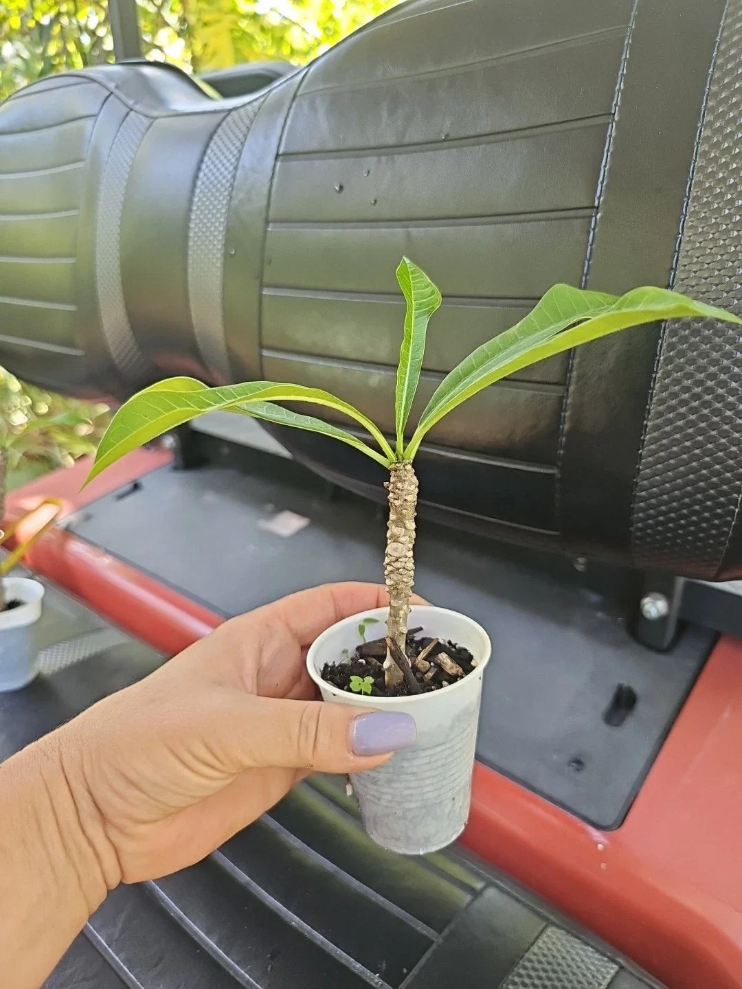 Rooted Bridal Bouquet Live Plant 8" White Plumeria pudica Frangipani No Cutting
