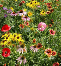 Wildflower Seed Mix 1000 Seeds BEE FEED Native Bees Pollinators Non-GMO