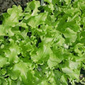 Green Salad Bowl Lettuce Seeds, NON-GMO, Cutting Variety, Lactuca sativa