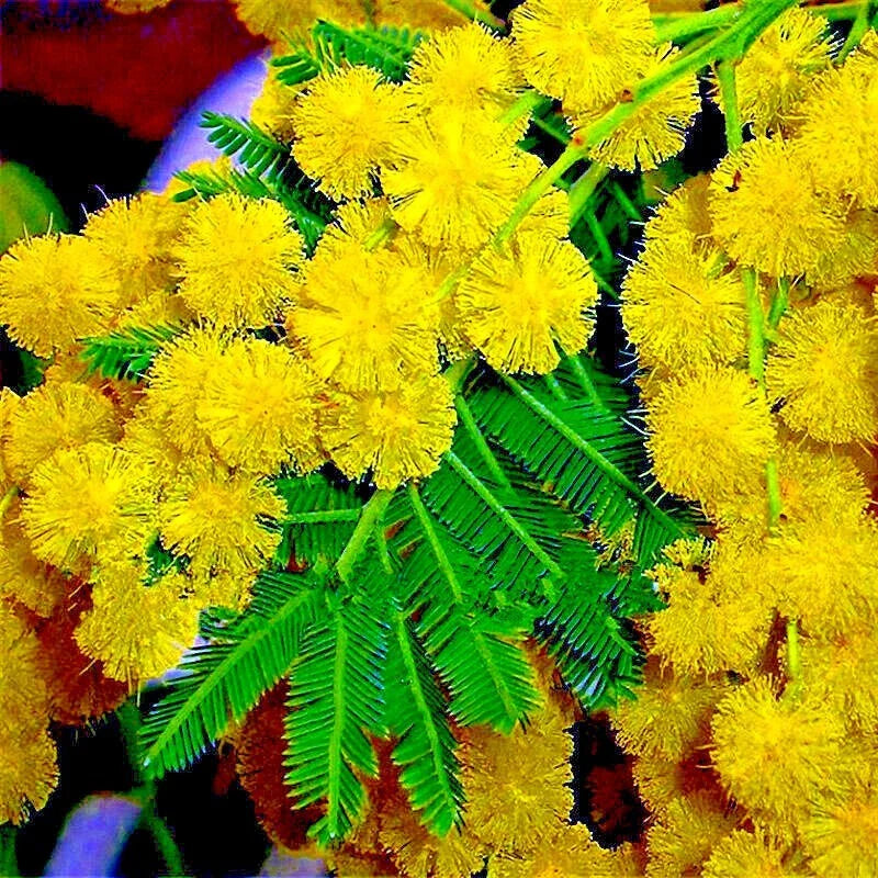 Golden Mimosa Tree Seeds - 10 Pack - Acacia baileyana - Fast Growing Yellow Wattle Flower Seeds