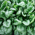 Olympia Spinach Seeds, NON-GMO, Seed Packets, Spinacia oleracea, Organic Gardening, Vegetable Seeds, Heirloom Variety