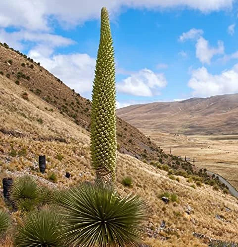 Queen of The Andes Seeds - 15 Rare Puya Planting Seeds for Exotic Garden Growth
