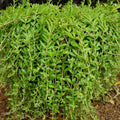 40 Sedum Sarmentosum Live Plant Cuttings | Fast Growing Creeping Perennial | Edible Ground Cover Plant