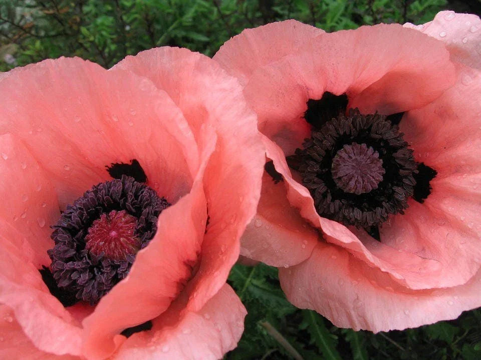 Poppy Seeds - 200+ Oriental Princess Victoria Louise - Papaver orientale - Ideal for Garden Planting