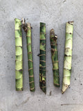 Dracaena Fragrans Fresh Cuttings - 5 Easy to Plant House Plants, No Root Required, Ideal for Indoor Gardening