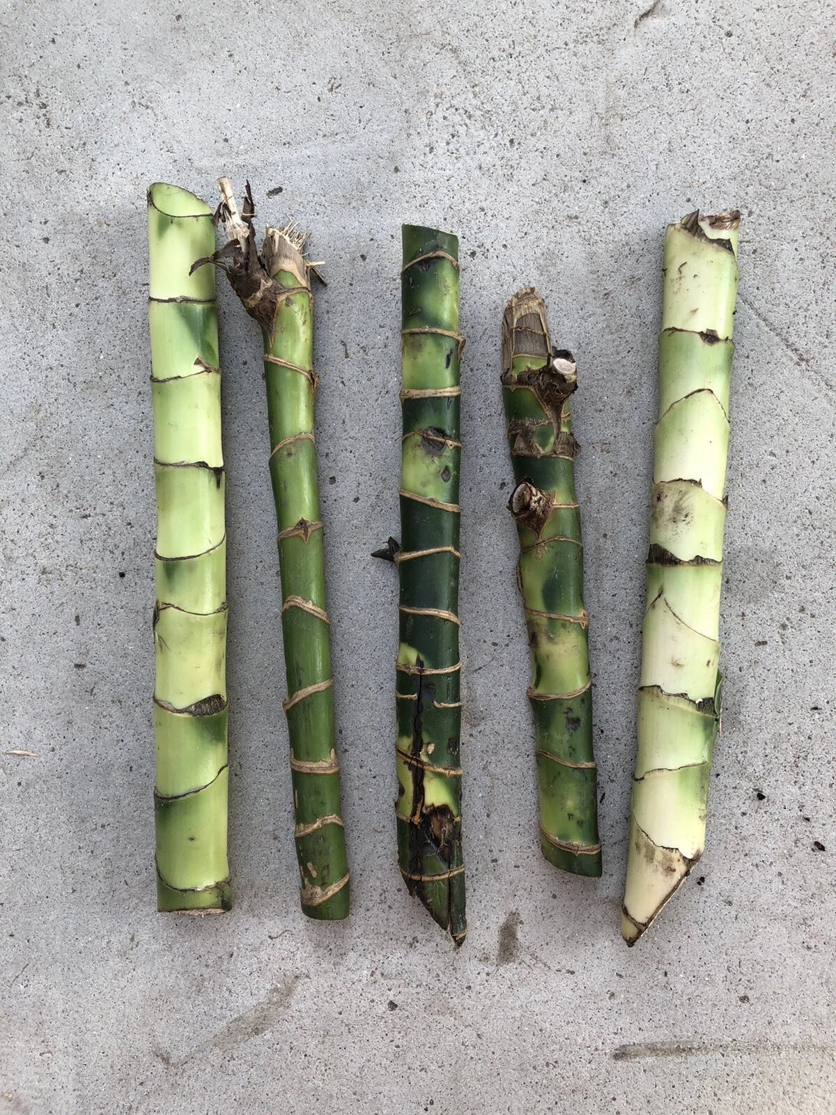 Dracaena Fragrans Fresh Cuttings - 5 Easy to Plant House Plants, No Root Required, Ideal for Indoor Gardening