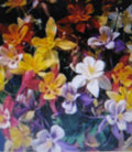 Columbine Plant - 30 Inches - McKansas Giant - Multicolored Blooms - Aquilegia canadensis