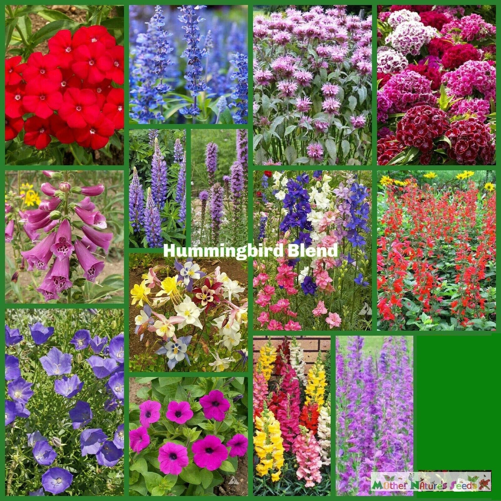 Wildflower Seed Mix - Hummingbird Nectar - Non-GMO - 5000 Seeds - Native Flower Variety for Gardens - Pollinator Friendly
