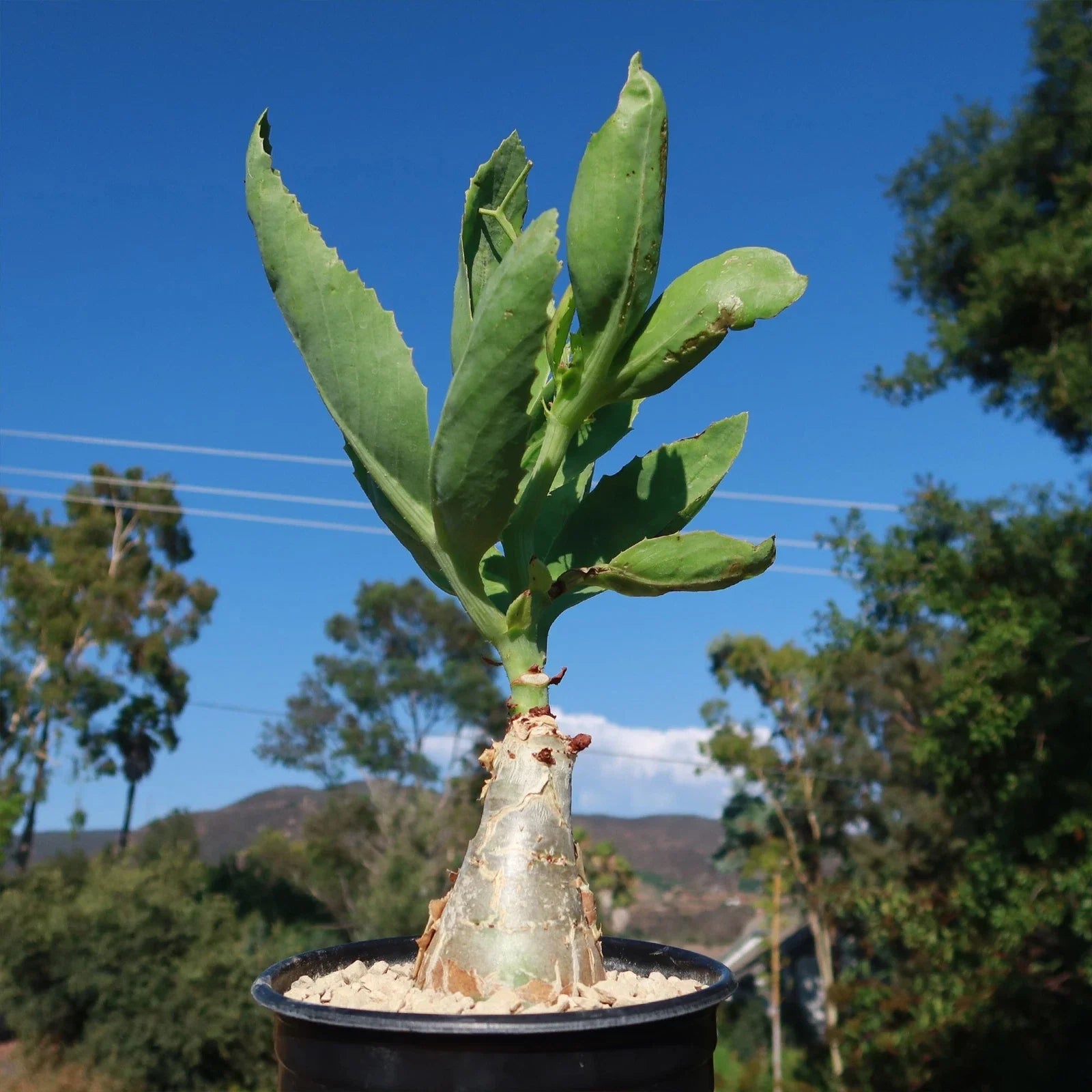 Cyphostemma juttae Cactus | Live Succulent Plant | Unique Green Variety | Indoor Gardening Decor