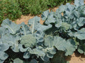 Giant Russian Broccoli Seeds - 100 Count - High Yield Variety - Brassica oleracea