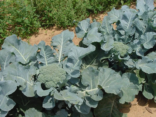 Giant Russian Broccoli Seeds - 100 Count - High Yield Variety - Brassica oleracea