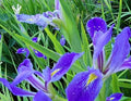 Purple Iris Bulbs for Planting - Easy Grow Perennial Aquatic Pond Plants - Iris pseudacorus
