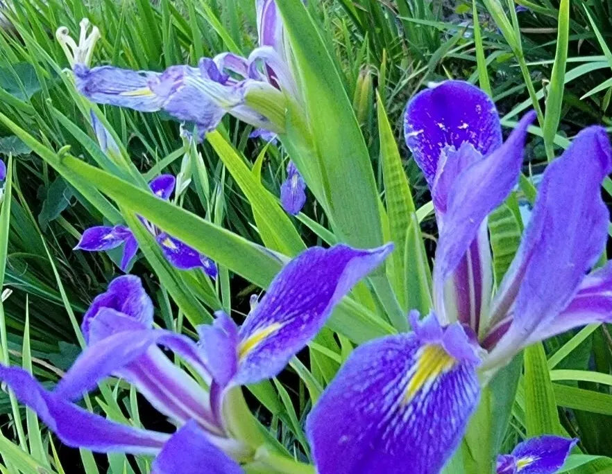 Purple Iris Bulbs for Planting - Easy Grow Perennial Aquatic Pond Plants - Iris pseudacorus