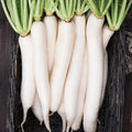 Miyashige Daikon White Japanese Radish Seeds | Heirloom Variety | Organic Non-GMO | Raphanus sativus