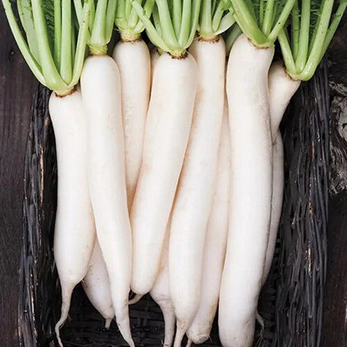 Miyashige Daikon White Japanese Radish Seeds | Heirloom Variety | Organic Non-GMO | Raphanus sativus