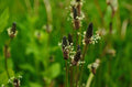 Narrowleaf Plantain Seeds 50 Count - Ribwort Plantain Seeds Plantago lanceolata for Planting