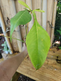 Philodendron Joepii XL Matured Aroid Plant in 3.5" Pot - Rare Tall Variety with Larger Trunk