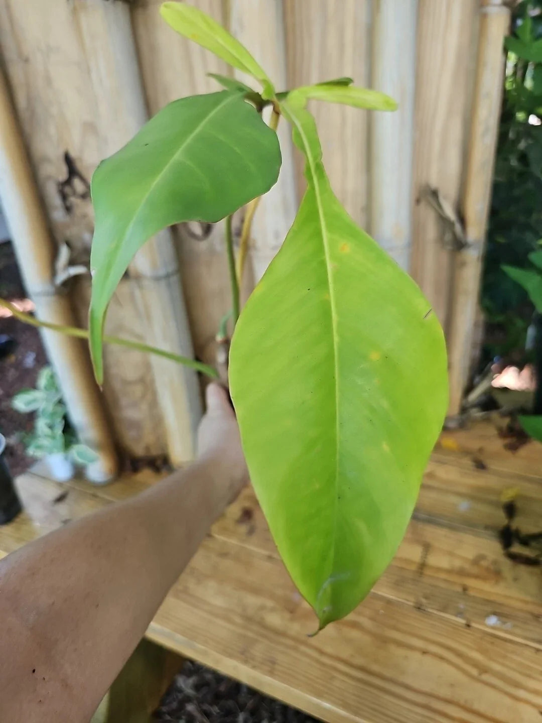 Philodendron Joepii XL Matured Aroid Plant in 3.5" Pot - Rare Tall Variety with Larger Trunk